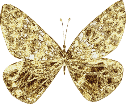 Golden Butterfly Insect
